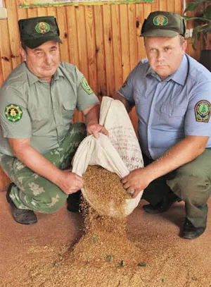 Лесники Иван КРИШТОПИК и Виктор БУРДЮК высыпают из тары семена березы для просушки. фото